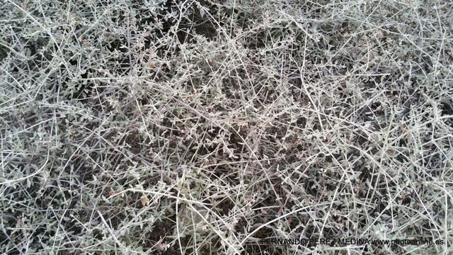 Cerro de los Perdigones, Pozuelo de Alarcón, Madrid 640w