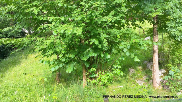 Santuario De Covadonga, Covadonga, Asturias, España 640w
