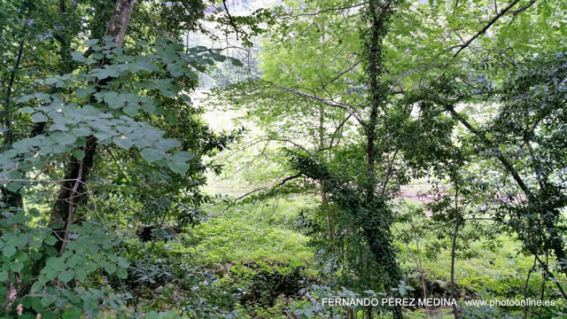 Ferreria de Cades, Cades, Cantabría, España 640w