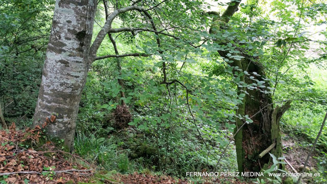 Ferreria de Cades, Cades, Cantabría, España 640w