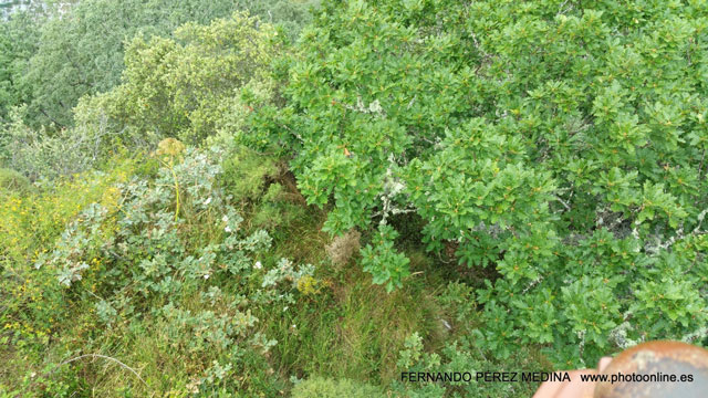 Photo: Mirador de La Reina, Asturias, España. ©Fernando Pérez Medina: photoonline.es - 3wpc.es - advertisingonline.es Mirador de La Reina, Asturias, España 640w