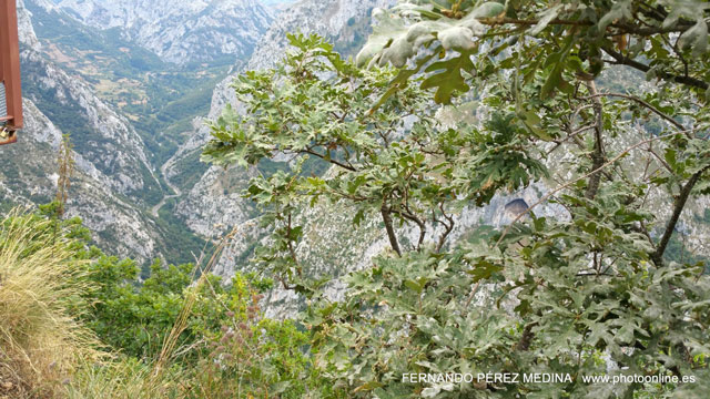 Mirador de La Reina, Asturias, España 640w