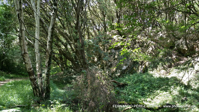 Photo: Cuevas del Pindal, Asturias, España. ©Fernando Pérez Medina: photoonline.es - 3wpc.es - advertisingonline.es Cuevas del Pindal, Asturias, España 640w