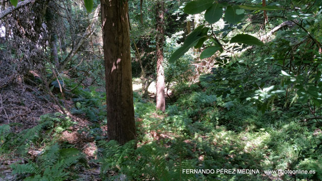 Photo: Cuevas del Pindal, Asturias, España. ©Fernando Pérez Medina: photoonline.es - 3wpc.es - advertisingonline.es Cuevas del Pindal, Asturias, España 640w
