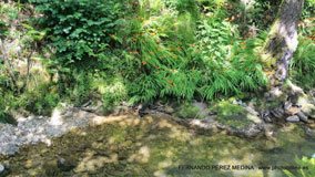 Santuario De Covadonga, Covadonga, Asturias, España