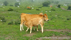Lagos de Covadonga, Asturias, España