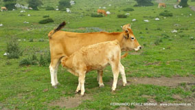 Lagos de Covadonga, Asturias, España