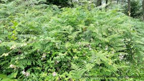 Valles Altos del Nansa y Saja y Alto Campoo, Cantabria, España