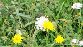 Valles Altos del Nansa y Saja y Alto Campoo, Cantabria, España