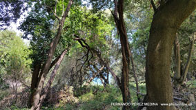 Cuevas del Pindal, Asturias, España